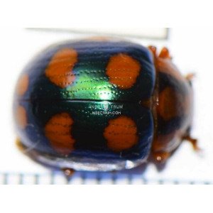 ADALIA BIPUNCTATA